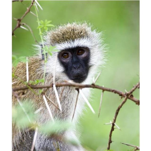 Vervet Monkey Chlorocebus Pygerythrus Poster Print, Large - 28 x 32