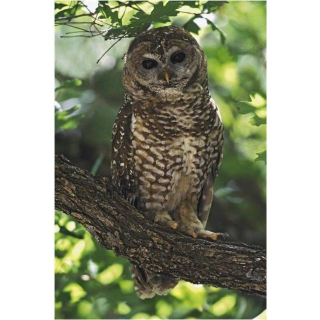 Mexican Spotted Owl on Perch In Gambel Oak Poster Print, 12 x 19