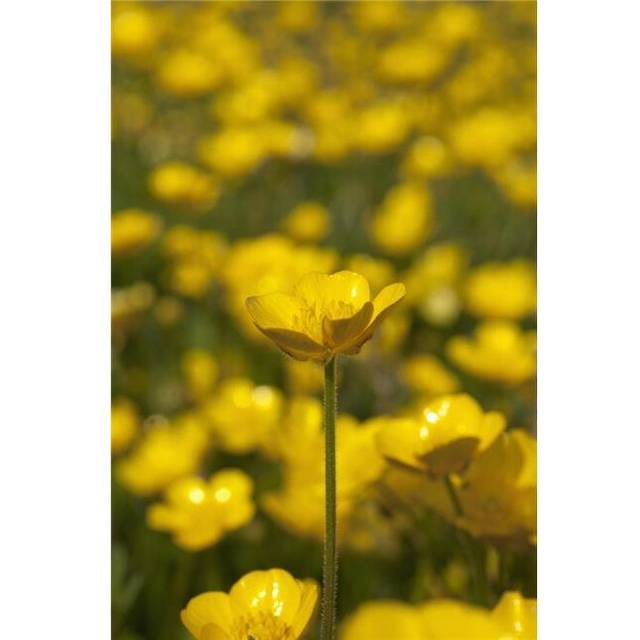 A Field of Yellow Buttercups - Northumberland, England Poster Print, 24 x 38 - Large