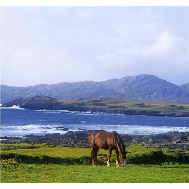 Horse Grazing in a Field Beara Peninsula Allihies County Cork Republic of Ireland Poster Print by The Irish Image Collection, 28 x 26 - Large