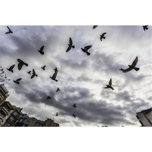 Silhouetted Flock of Birds Flying Against A Cloudy Sky - Thessaloniki Greece Poster Print by Reynold Mainse, 38 x 24 - Large