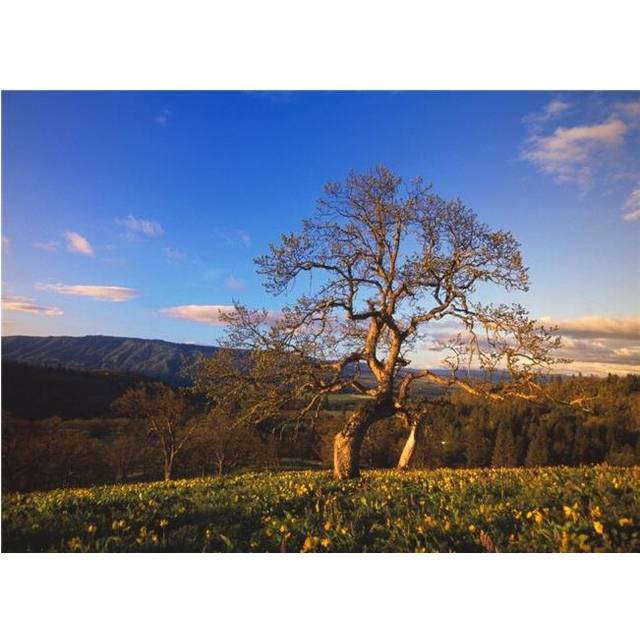 Leafless Oak Tree in Mountain Meadow Fallen Autumn Leaves Columbia River Gorge Poster Print by Natural Selection Craig Tuttle, 34 x 26 - Large