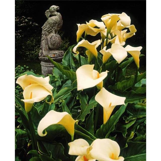 Kilmokea Country House & Gardens Co Wexford Ireland - Peacock Sculpture & Arum Lilies Poster Print by The Irish Image Collection, 24 x 30 - Large