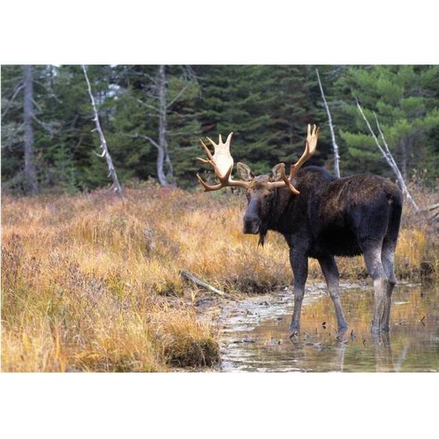 Bull Moose in Stream Poster Print by Natural Selection Bill Byrne, 36 x 24 - Large
