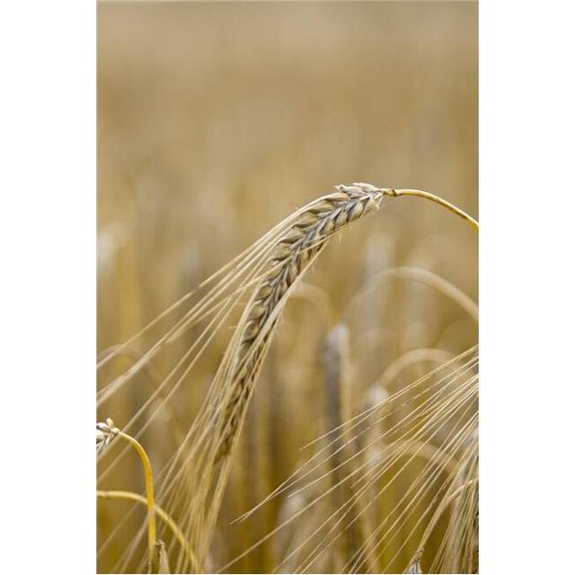 Close-Up of Wheat Poster Print, Large - 22 x 34
