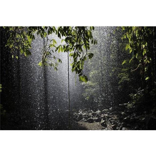 Rainforest Bellingen Australia Poster Print, 18 x 12