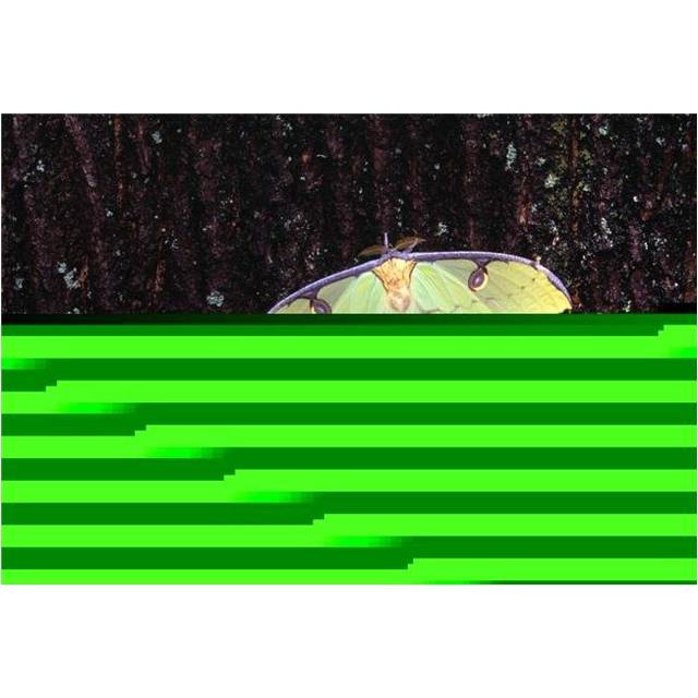 Unique Butterfly Resting On Tree Bark Poster Print by Natural Selection Jeff Lepore, 36 x 24 - Large