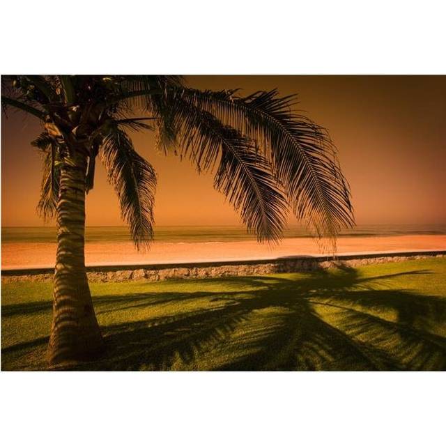 Palm Tree in Mazatlan Mexico Poster Print by Darren Greenwood, 36 x 24 - Large