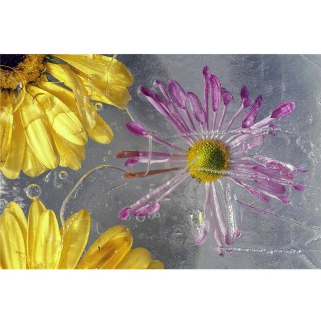 Flower Blossoms Under Ice Poster Print by Natural Selection Craig Tuttle, 36 x 24 - Large