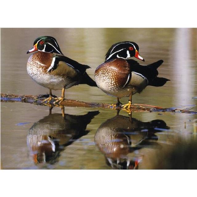 Pair of Wild Birds Poster Print by Natural Selection Bill Byrne, 34 x 24 - Large