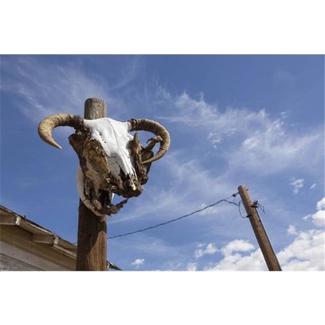 A Sheep Skull On Route 66 Near Seligman - Arizona United States of America Poster Print by Debra Brash, 19 x 12