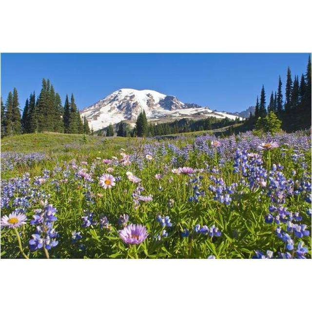 Wildflower Meadow Mount Rainier National Park Washington USA Poster Print, Large - 36 x 24