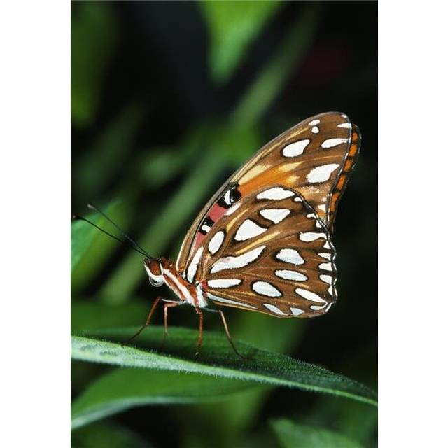 Gulf Fritillary Butterfly On A Leaf Poster Print by Natural Selection Ralph Curtin, 12 x 18
