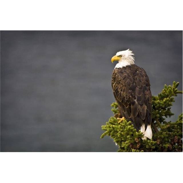 Side View of American Bald Eagle Perched On Evergreen Branch Poster Print, Large - 34 x 22
