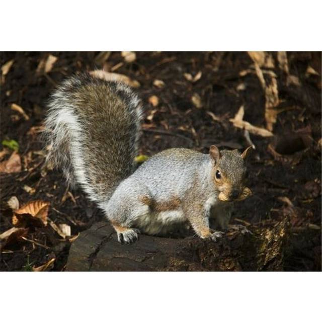Squirrel Eating A Nut On A Tree Stump in Autumn - Gateshead Tyne & Wear England Poster Print by John Short, 36 x 24 - Large