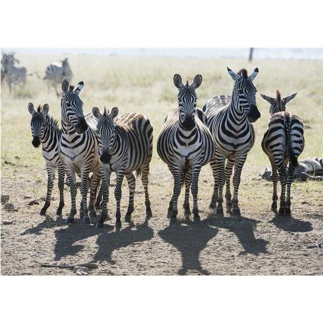 Six Common Zebra Stand in Line in Serengeti National Park Tanzania Poster Print - 18 x 13 in.
