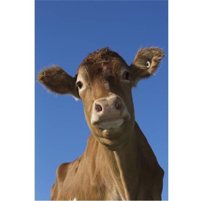 Guernsey Dairy Cow - Granby Connecticut United States of America Poster Print - 24 x 38 in. - Large
