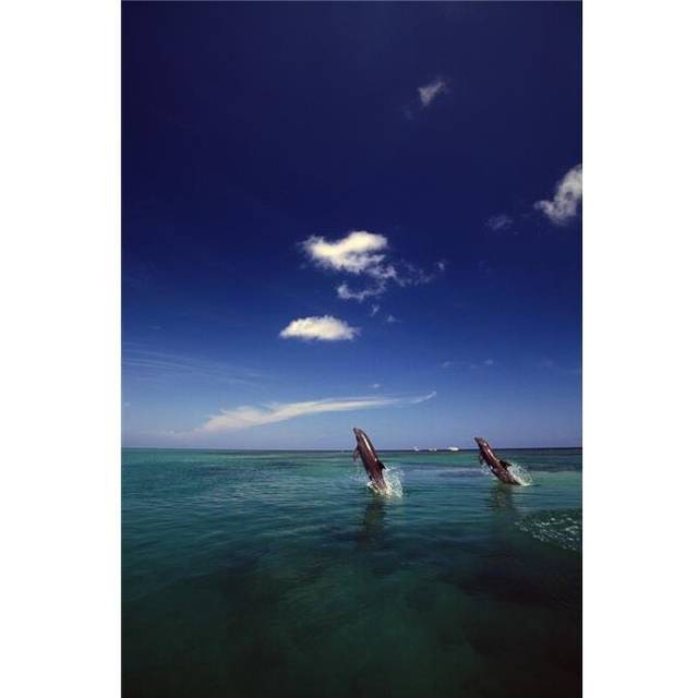 Two Bottlenose Dolphins Dancing Across Water On Tails Caribbean Sea Poster Print by Natural Selection Craig Tuttle, 24 x 36 - Large