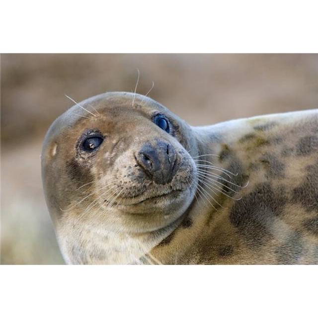 Seal Poster Print by John Short, 34 x 22 - Large