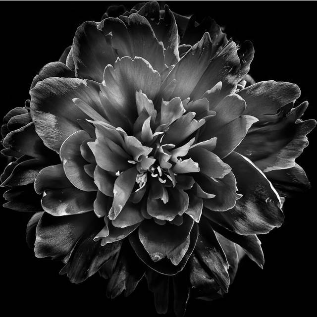 Black and White Camelia IV by Brian Carson - Wrapped Canvas Art Prints (51cm H x 51cm W)
