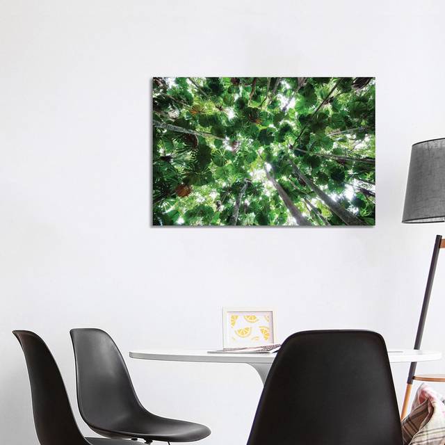 Licuala Fan Palm Canopy, Daintree National Park, Queensland, Australia by Konrad Wothe - Wrapped Canvas Photograph (66.04cm H x 101.6cm W x 1.91cm D)