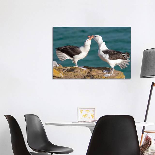 Black-Browed Albatross Or Black-Browed Mollymawk, Typical Courtship And Greeting Behavior, Falkland Islands.-MZW153 (66.04cm H x 101.6cm W x 1.9cm D)