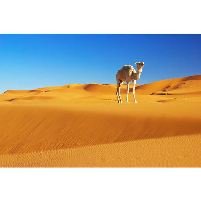 Camel in Desert - Wrapped Canvas Photograph (81cm H x 122cm W)