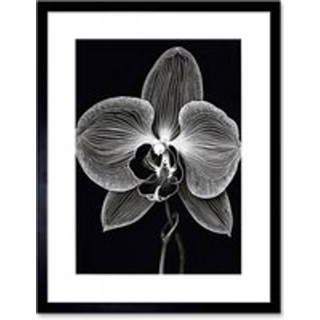 Wall Art Print Orchid Flower Bloom Black and White Blind Contour Artwork Framed 9X7 Inch - W7 inch x H9 inch