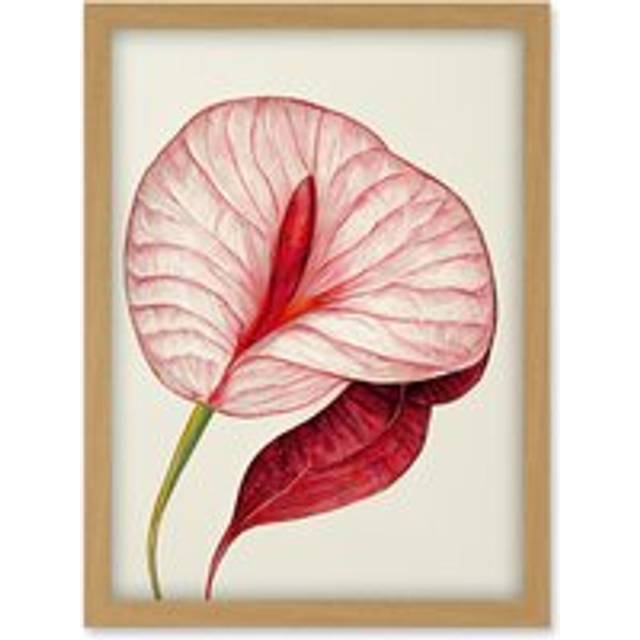 Single Red Laceleaf Flower Illustration Anthurium Artwork Framed Wall Art Print A4 - Tan - One Size