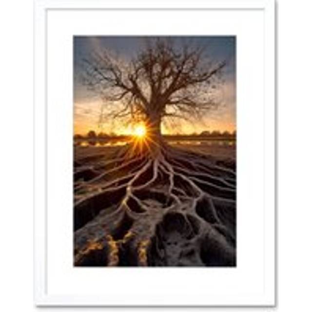 Wall Art Print Sunset on Ancient Tree Atmospheric Photograph Large Roots Autumn Artwork Framed 9X7 Inch - White - W7 inch x H9 inch