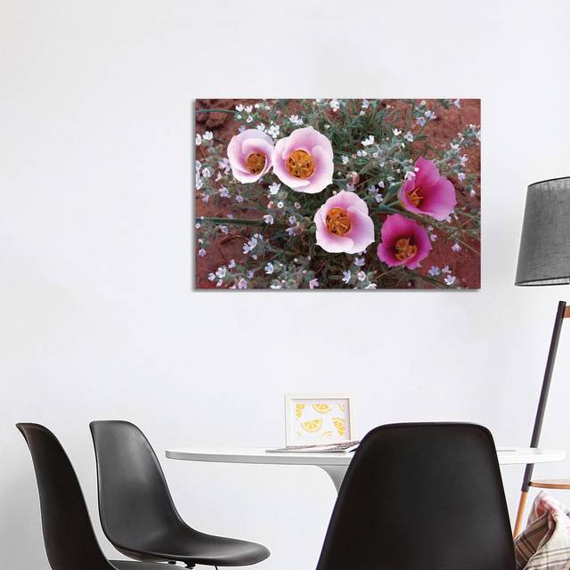 Sego Lily Group, State Flower of Utah with Bulbous Edible Root by Tim Fitzharris - Wrapped Canvas Photograph (101.6 cm H x 66.04 cm W x 1.91 cm D)