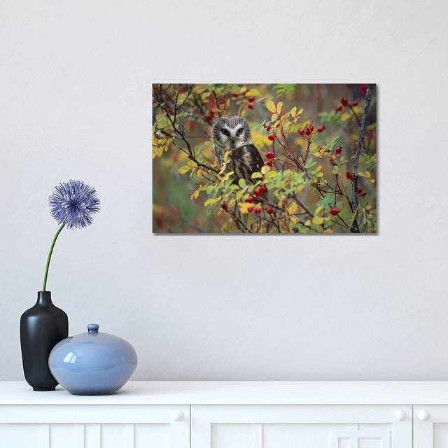 Northern Saw-Whet Owl Perching in a Wild Rose Bush, British Columbia, Canada II by Tim Fitzharris - Wrapped Canvas Photograph (30.48 cm H x 45.72 cm W)