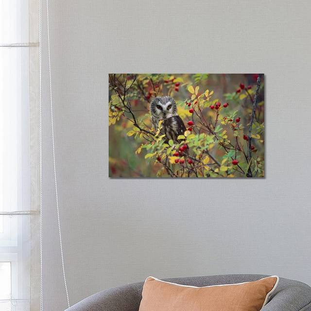 Northern Saw-Whet Owl Perching in a Wild Rose Bush, British Columbia, Canada II by Tim Fitzharris - Wrapped Canvas Photograph (66.04 cm H x 45.72 cm W x 3.175 cm D)