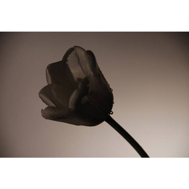 Shadowy Tulip On Gray (20cm H x 30cm W x 3.8cm D)