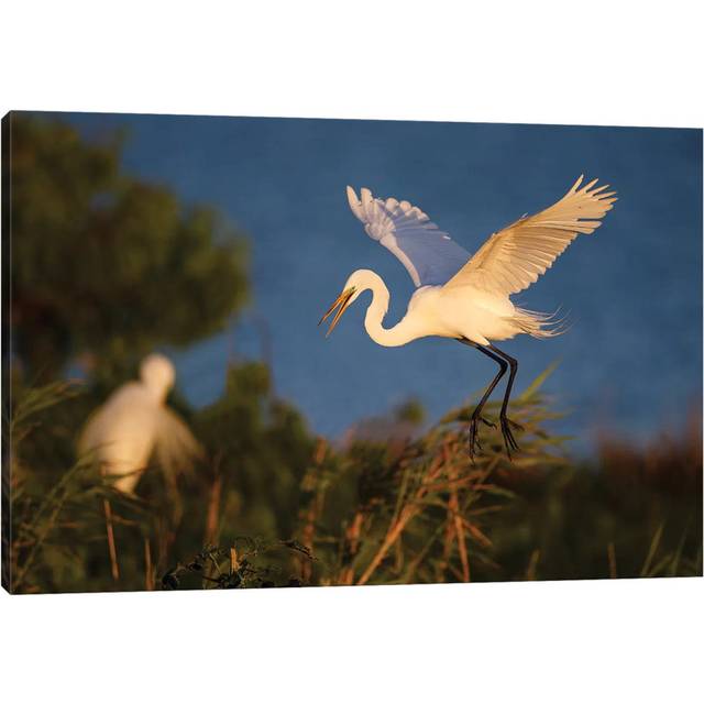 Great Egret (Ardea Alba) - Wrapped Canvas Photograph (30.48cm H x 45.72cm W x 1.905cm D)