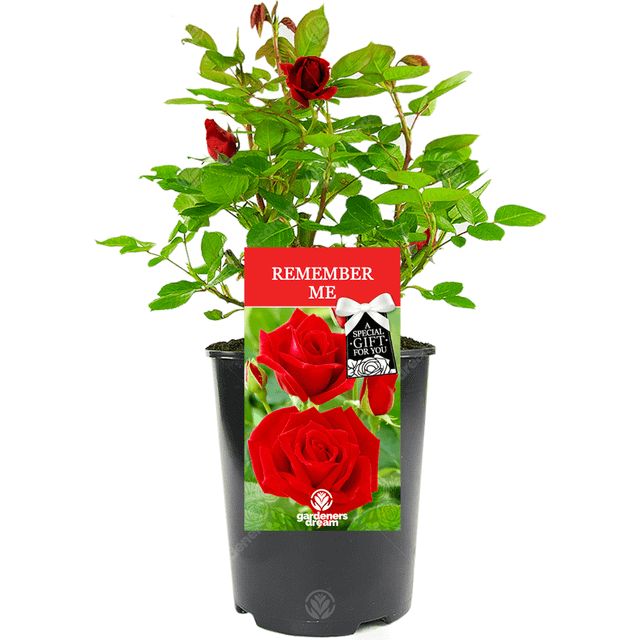Remember Me Rose - Leaving Gift