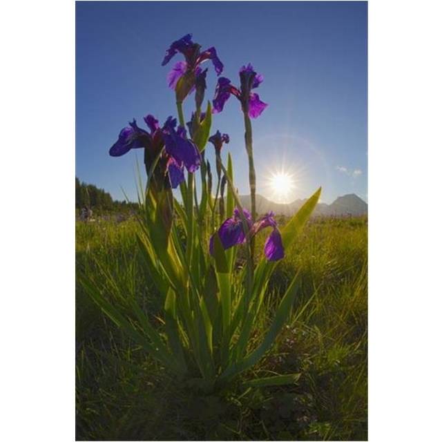 Sunburst Shines Through Clump of Wild Iris Pasagshak Kodiak Alaska Summer Poster Print by Marion Owen, 24 x 38 - Large