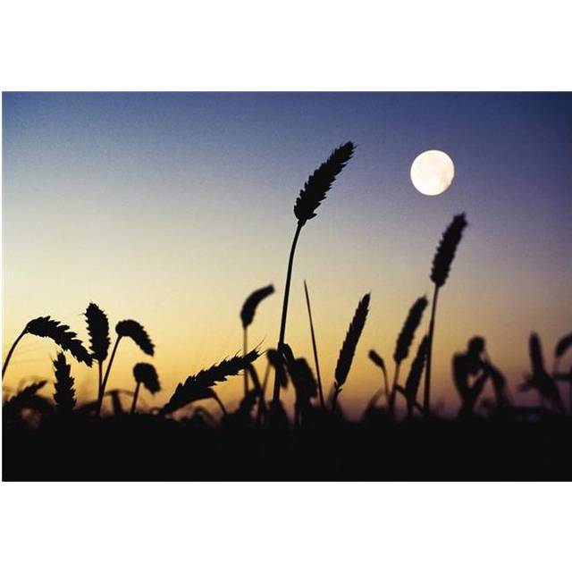 Wheat Field Ireland - Wheat Field & Full Moon Poster Print by The Irish Image Collection, 36 x 24 - Large