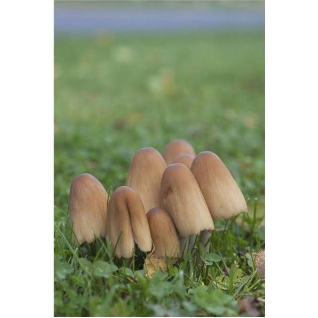 Mushrooms Growing In the Grass Poster Print, 24 x 38