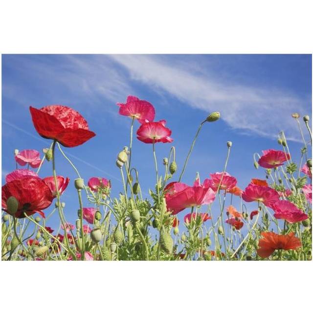 Red Flowers Against Blue Sky Poster Print, 38 x 24