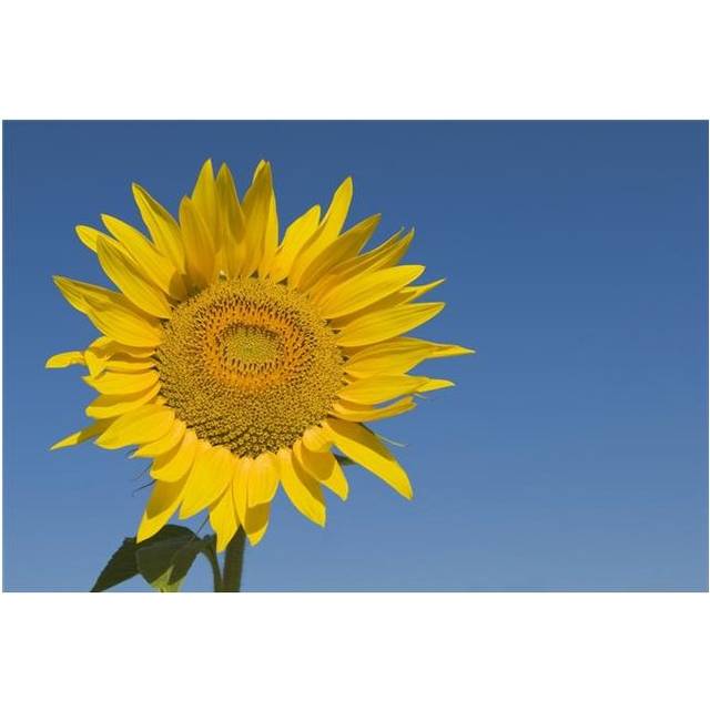Sunflower Helianthus Annuus Poster Print, Large - 36 x 24