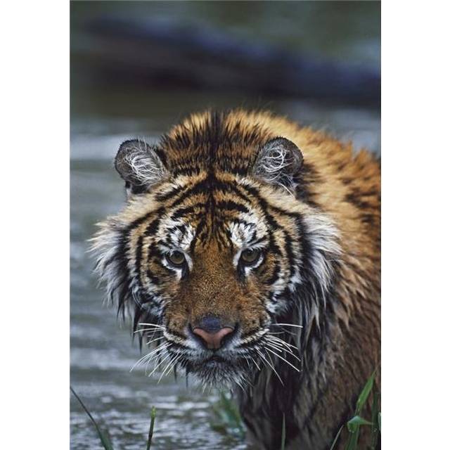 Portrait of Wet Siberian Tiger Poster Print, 26 x 38