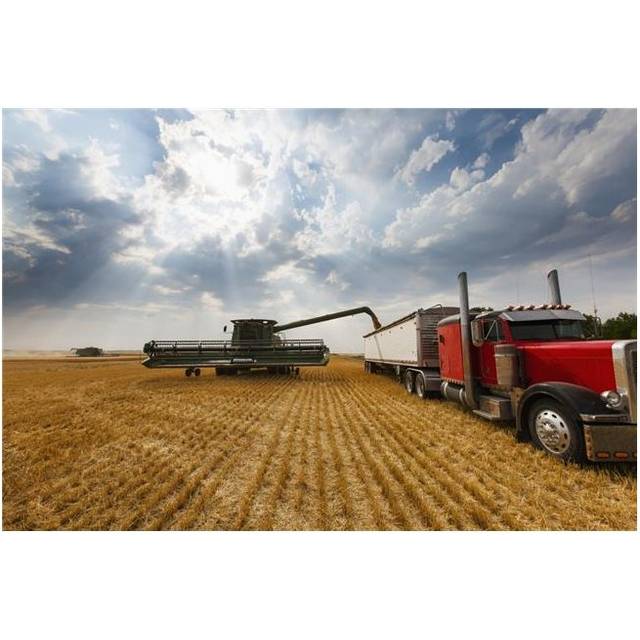 Paplow Harvesting Company Custom Combines A Wheat Field Near Ray - North Dakota United States of America Poster Print - 38 x 24 in. - Large