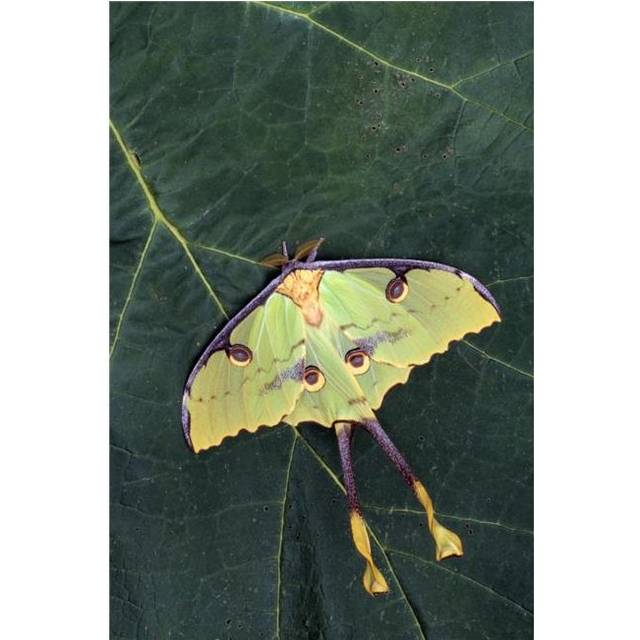Closeup of Unique Butterfly Poster Print by Natural Selection Jeff Lepore, 24 x 36 - Large