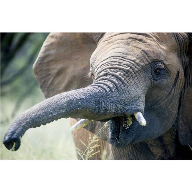 Elephant Elephantidae Feeding at Dinokeng Game Reserve - South Africa Poster Print - 38 x 24 in. - Large
