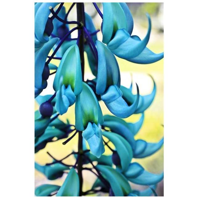 Blue Jade Plant - Hawaii United States of America Poster Print by Scott Mead, 24 x 38 - Large