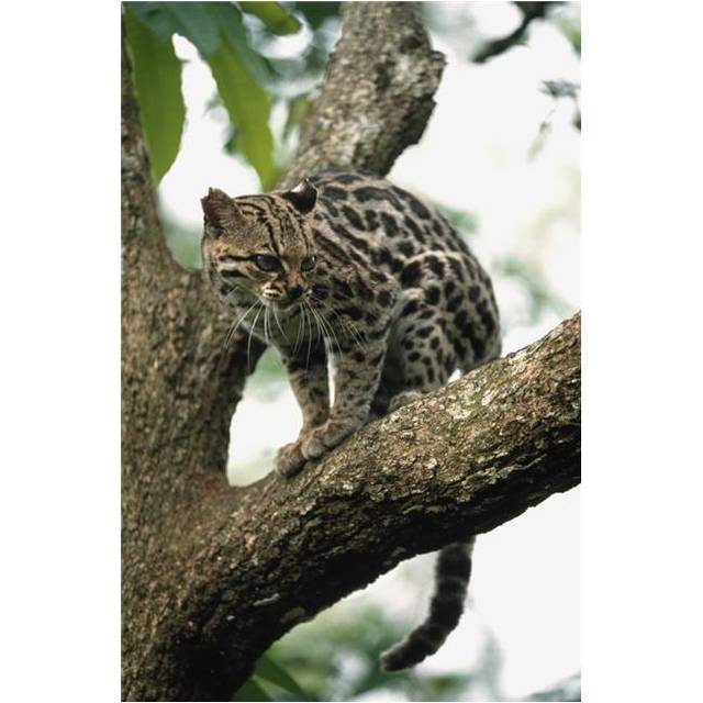 Margay Leopardus Wiedii In A Tree Poster Print, 24 x 38