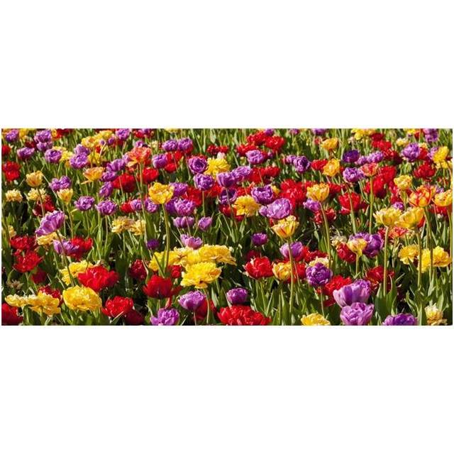 Tulips at The Canadian Tulip Festival - Ottawa Ontario Canada Poster Print - 44 x 20 in. - Large