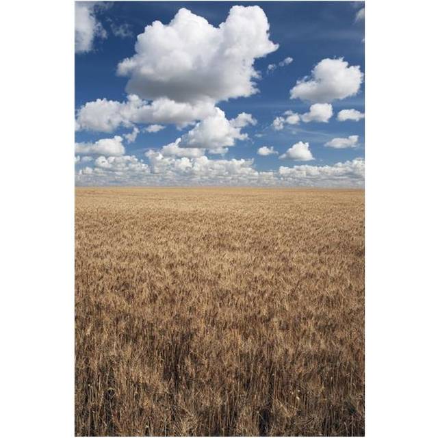 Wheat Field & Clouds In the Sky Poster Print, 24 x 38