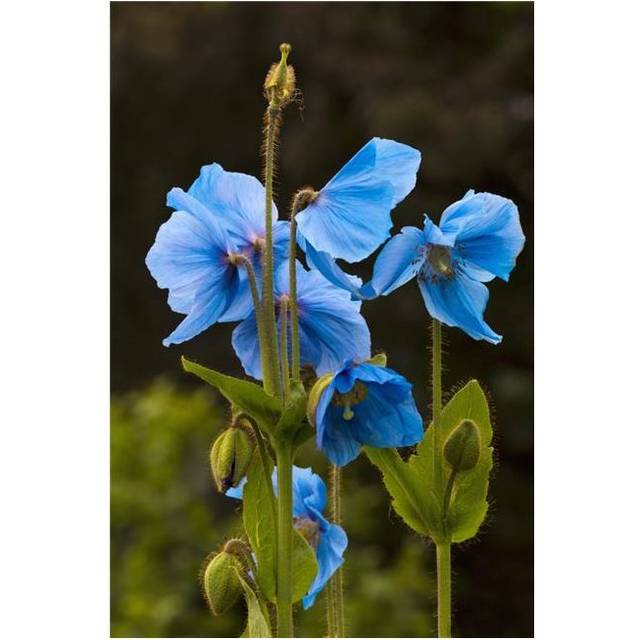 Blue Poppies Blooming in Kodiak Alaska Garden Poster Print by Marion Owen, 24 x 38 - Large